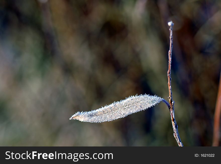 Frosted leaf at early morning