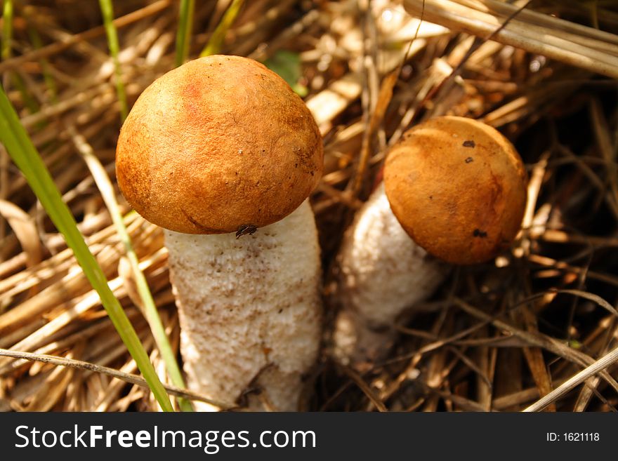 Pair mushrooms - aspen mushrooms on a wood glade