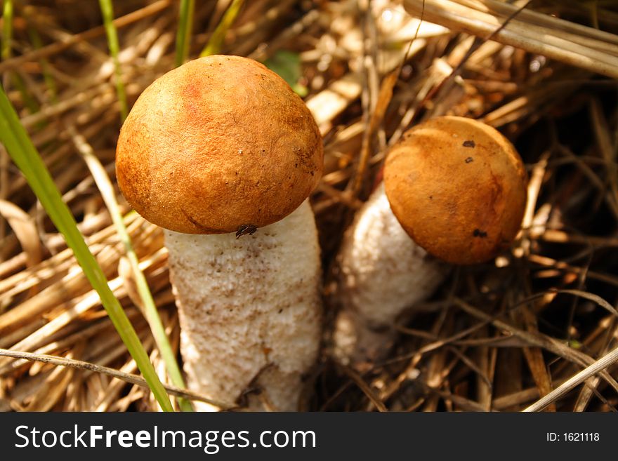 Mushrooms