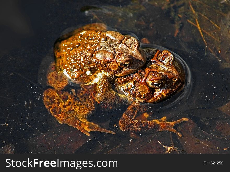 Two frogs mating in the water - York County, Pennsylvania. Two frogs mating in the water - York County, Pennsylvania