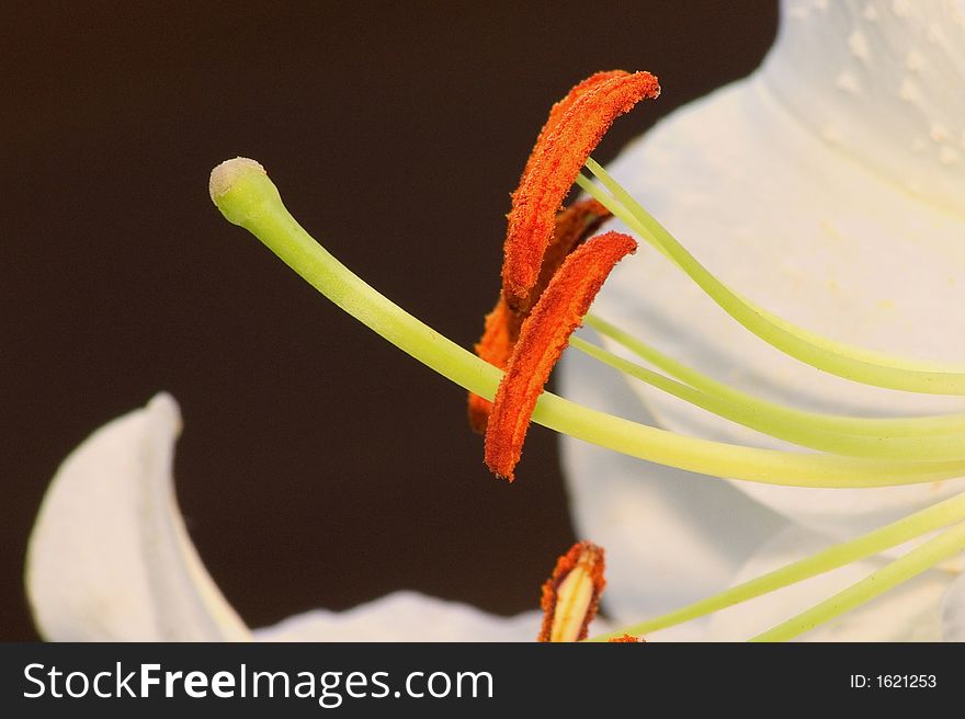 Macro photo of Oriental Lily stamen
