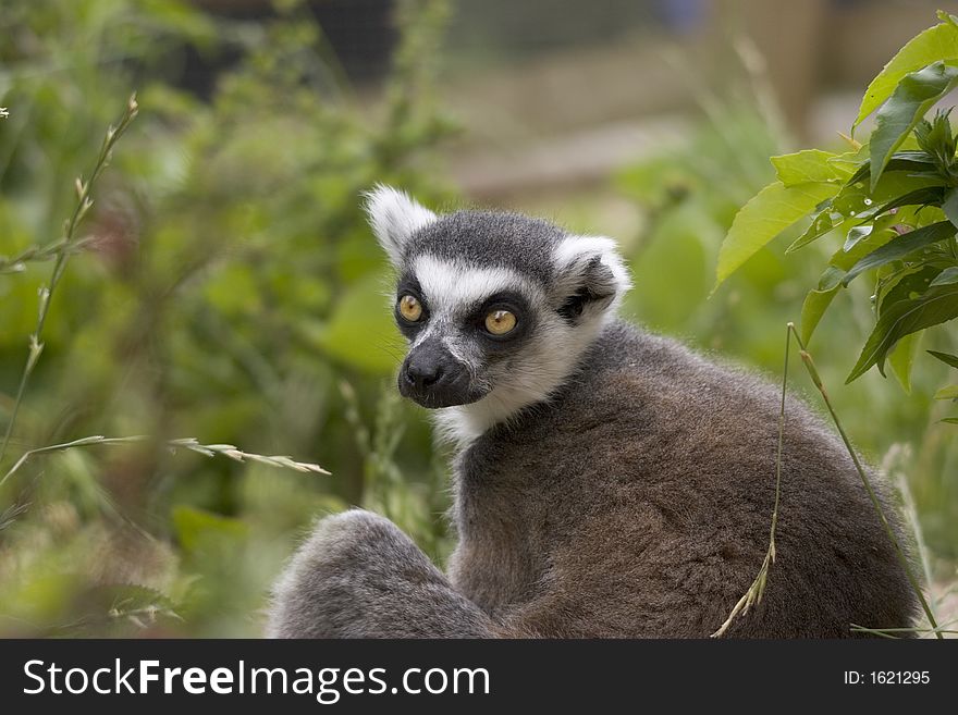 An endangered Ring-tailed Lemur. An endangered Ring-tailed Lemur.