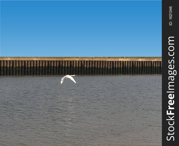 Background showing lonely swan returning home