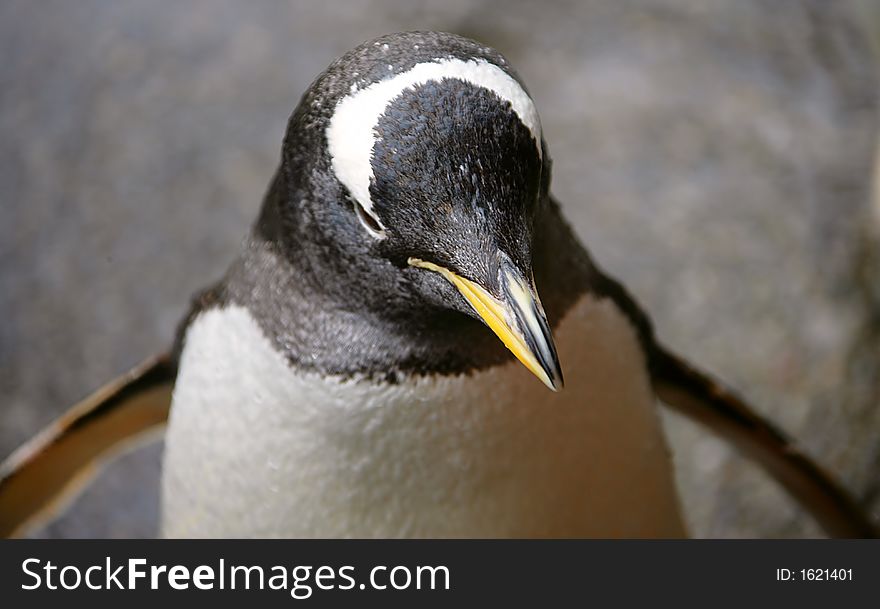 Portrait of a Nice Penguins. Portrait of a Nice Penguins