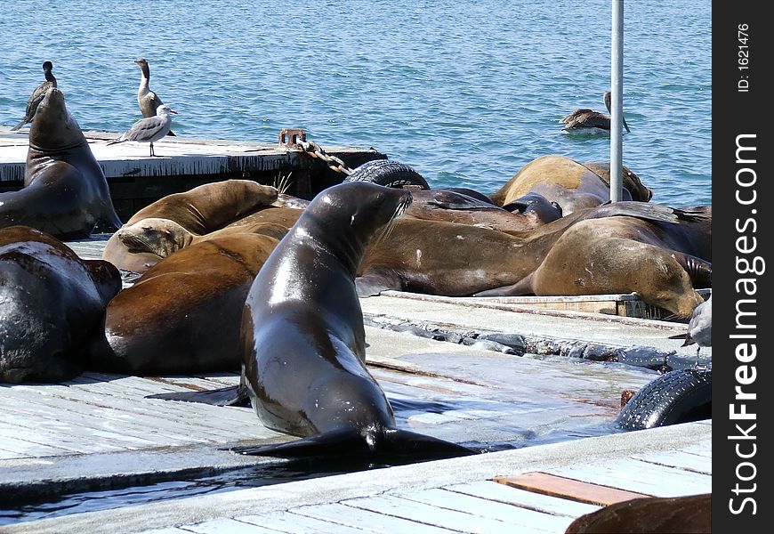 Group of seals and sea lions laying on a dock. Group of seals and sea lions laying on a dock