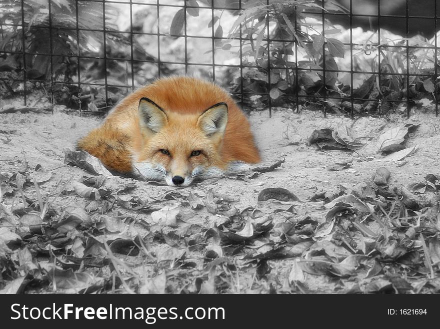 Photo of a fox edited black and white with brown eyes