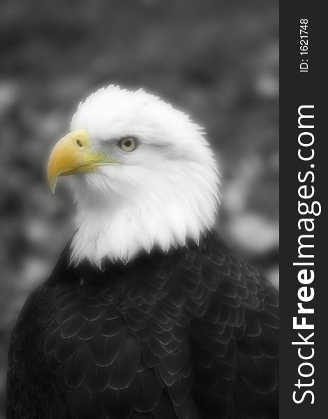 Photo image of an eagle
edited to create a black and white background, and soften