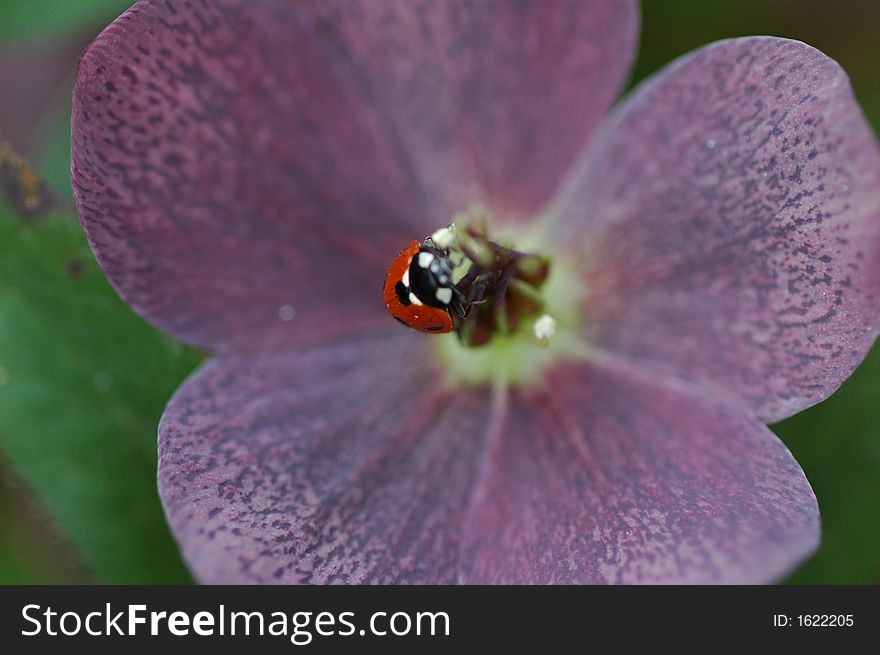 Ladybug on a flower in a garden in Oregon. Ladybug on a flower in a garden in Oregon