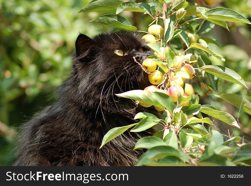 Persian brown cat and apples