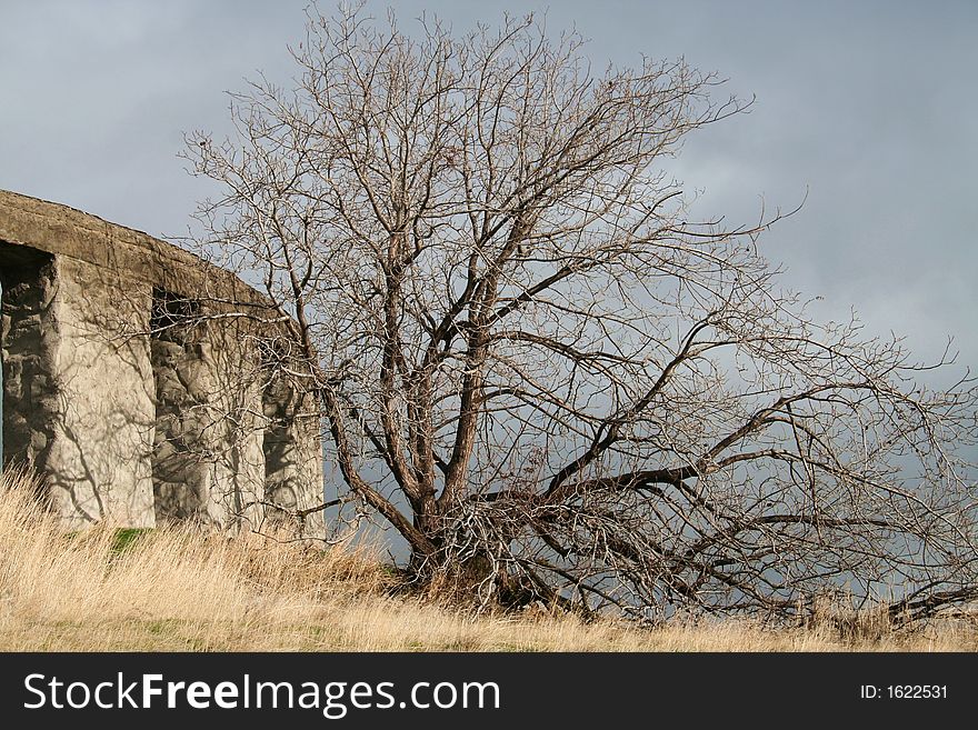 Tree and Stone Wall