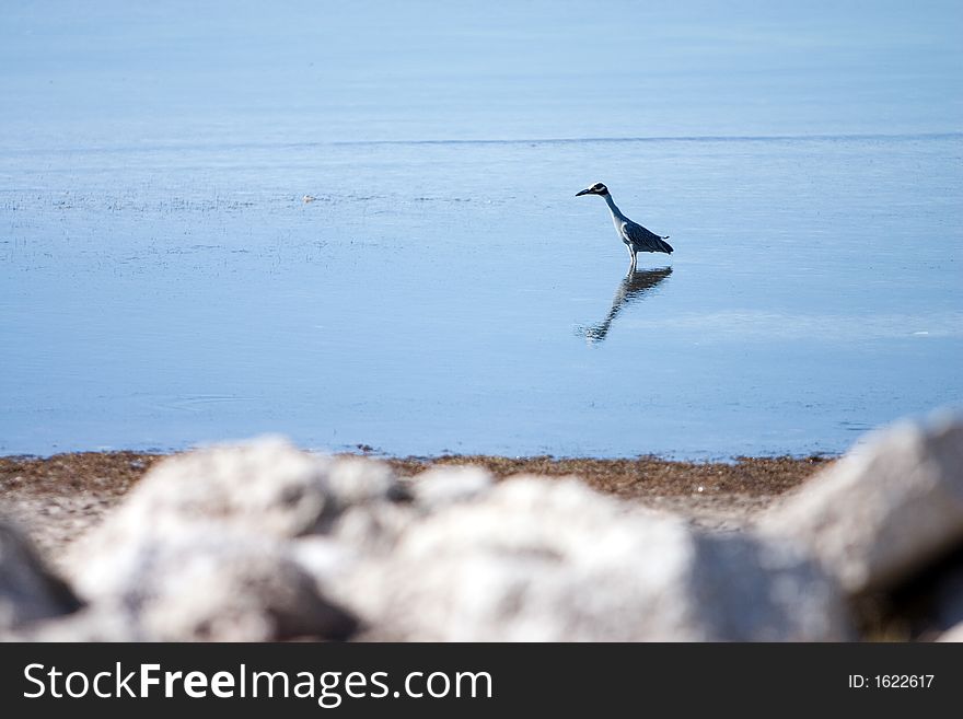 Tampa Bay shoreline with wading bird in water