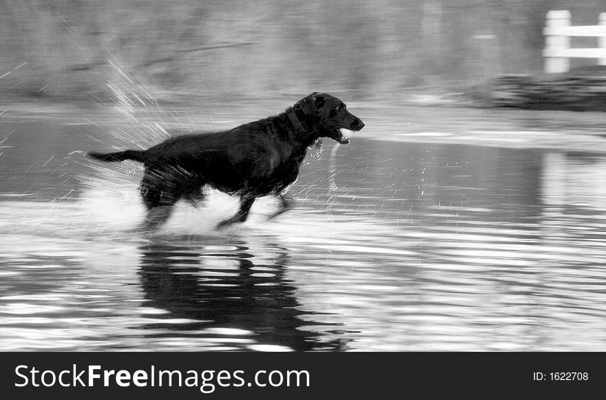A Black Lab bred to perform its greatest trait, retrieving from water. A Black Lab bred to perform its greatest trait, retrieving from water