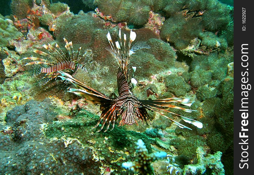 Lionfish