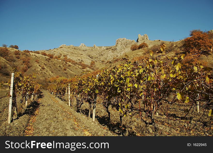 Vineyard in the Crimea mountain. Vineyard in the Crimea mountain