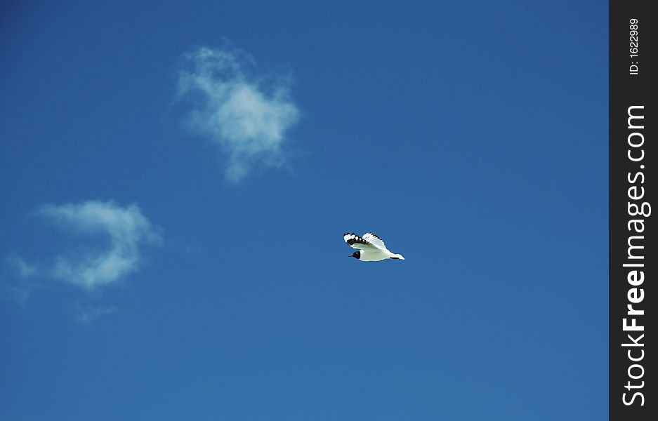 Lapwing flying on blue in mountain. Lapwing flying on blue in mountain