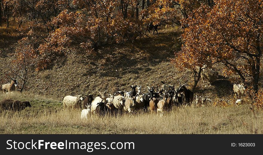 Sheeps on the trail in Crimea