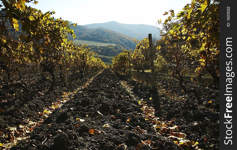 Vineyard in the Crimea mountain