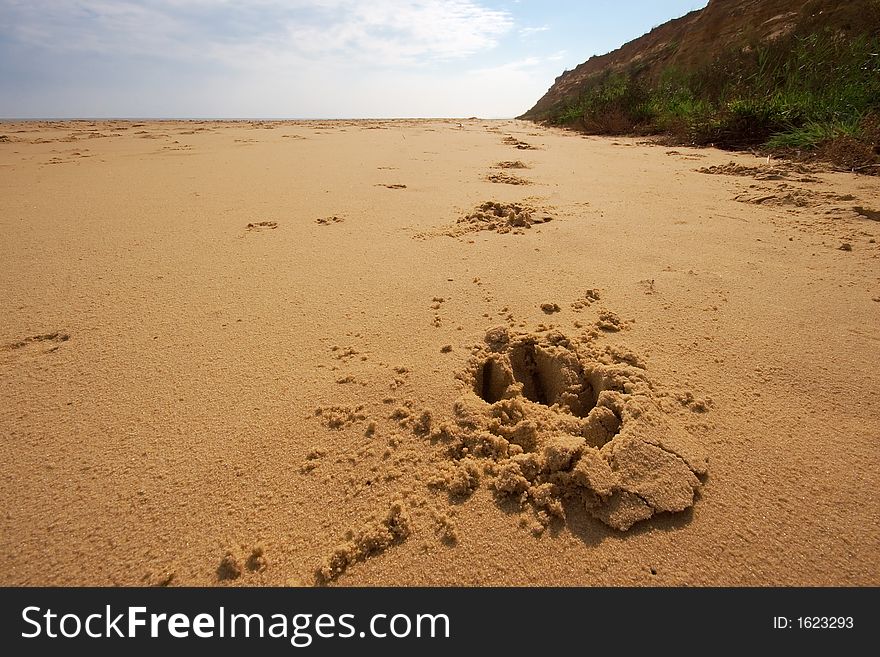 Paw prints in the sand