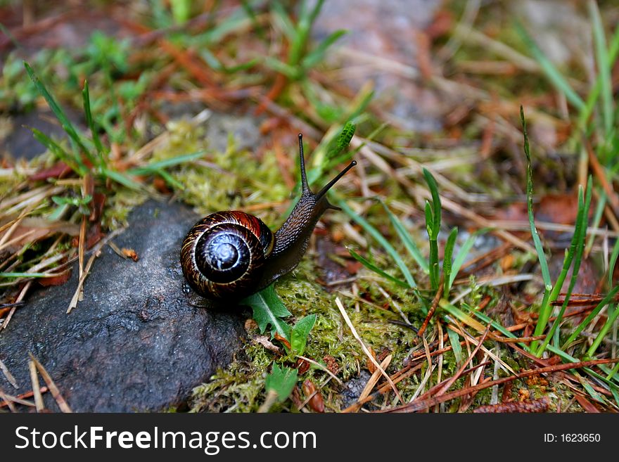 Photo of a large Common garden snail
