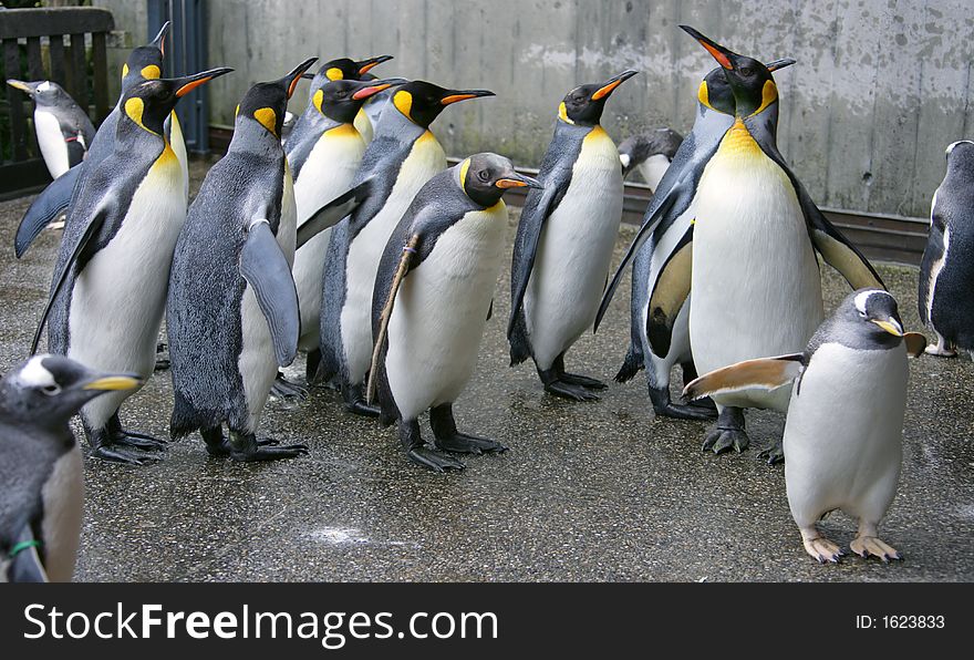 Bunch of Nice King Penguins. Bunch of Nice King Penguins