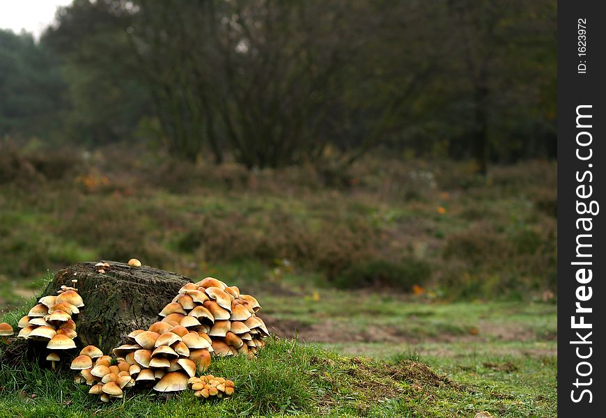 Lots of toadstools around a treetrunk