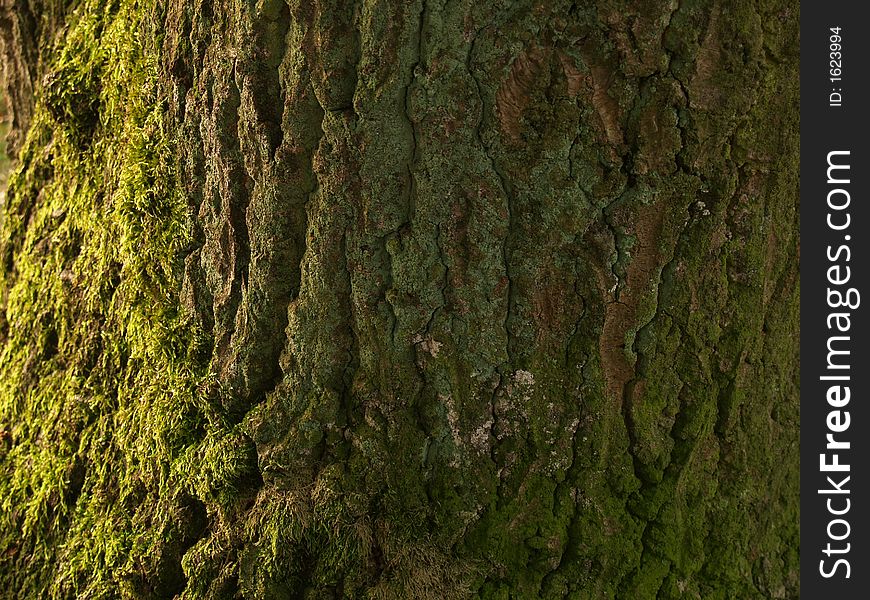A treetrunk useable as a background