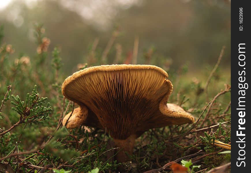 A lonely mushroom in a forest. A lonely mushroom in a forest