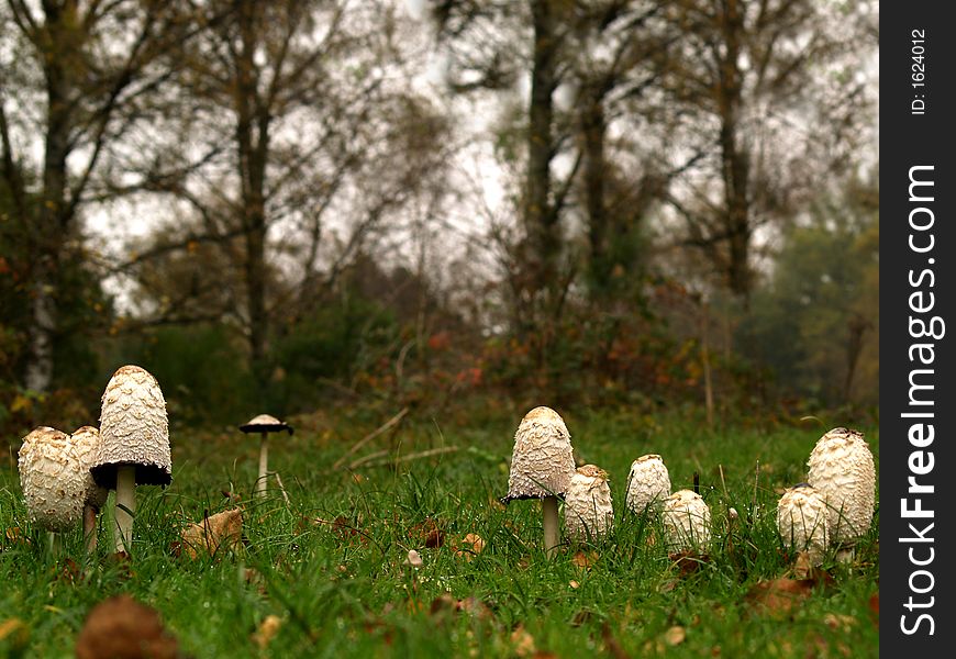 Lots of toadstools in a forest