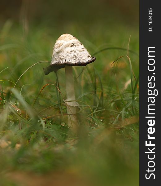 A lonely toadstool in a forest