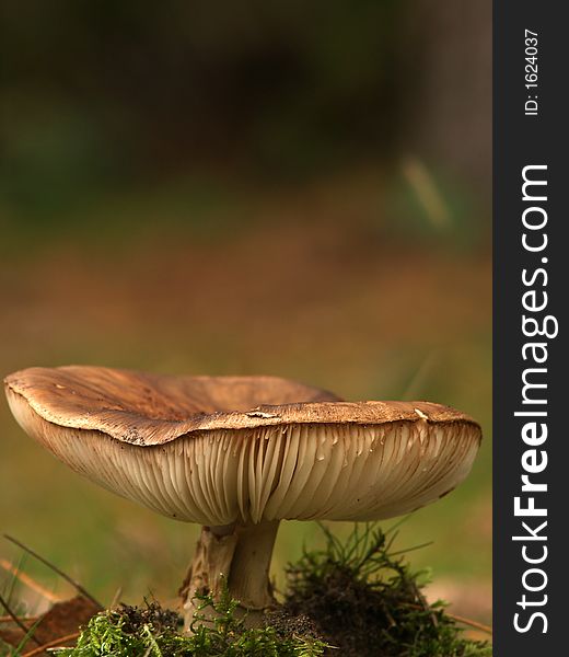 A lonely toadstool in a forest