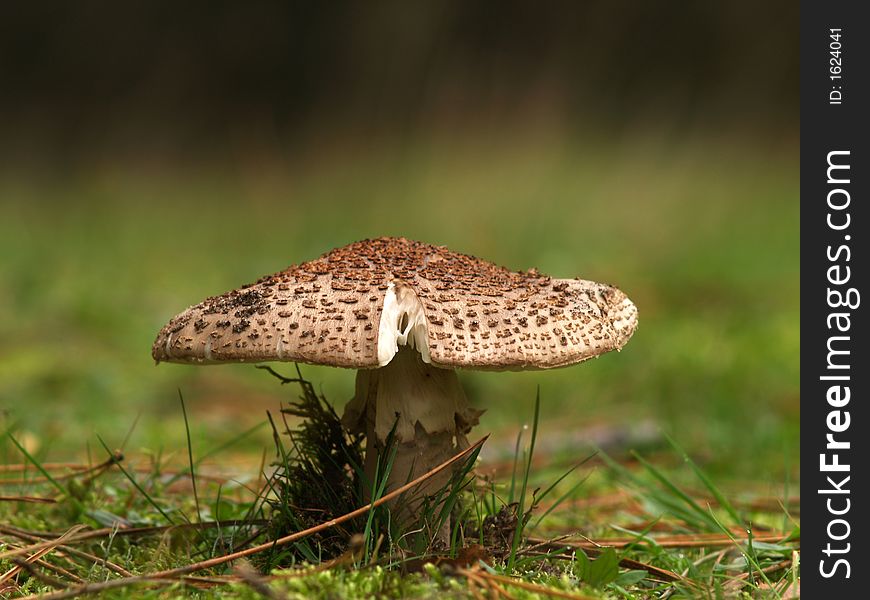 A lonely toadstool in a forest