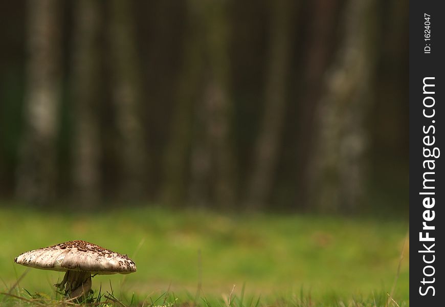 A lonely toadstool in a forest