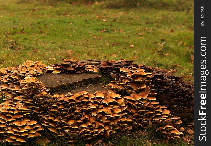 Lots of toadstools around a treetrunk