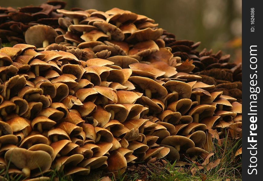 Lots of toadstools around a treetrunk