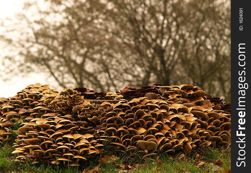 Lots of toadstools around a treetrunk