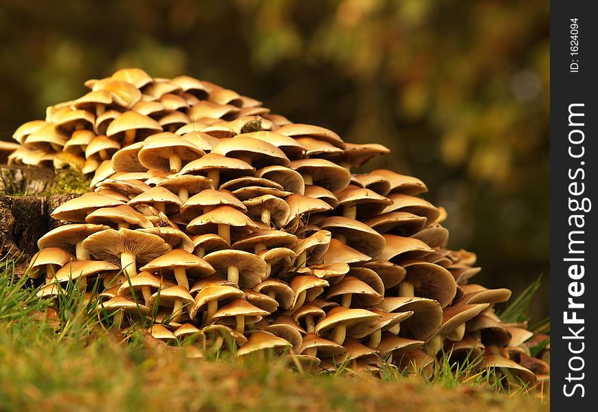 Lots of toadstools around a treetrunk