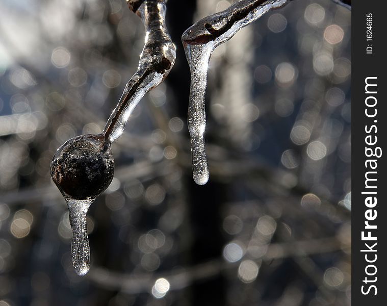 Ice on a berry and icicles forming