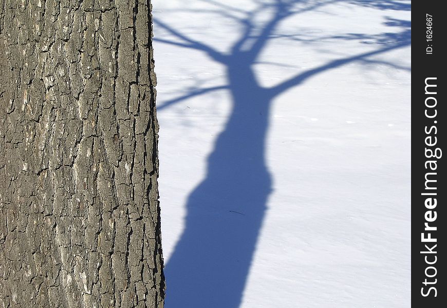 Shadows of a tree on snow next to a river