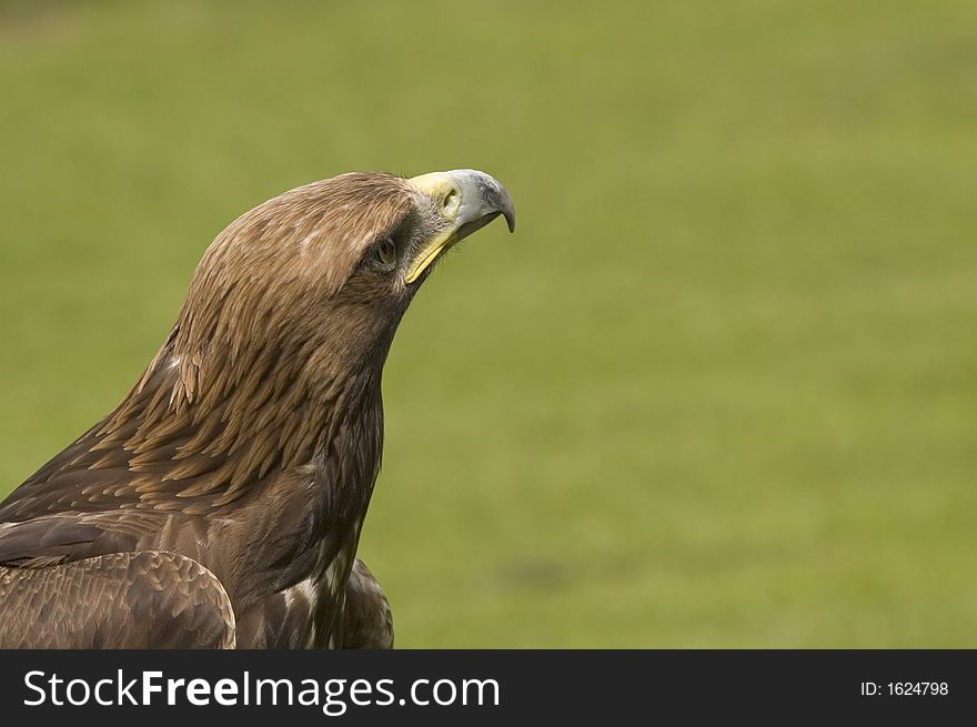 An always alert Golden Eagle, captured in the UK. An always alert Golden Eagle, captured in the UK.