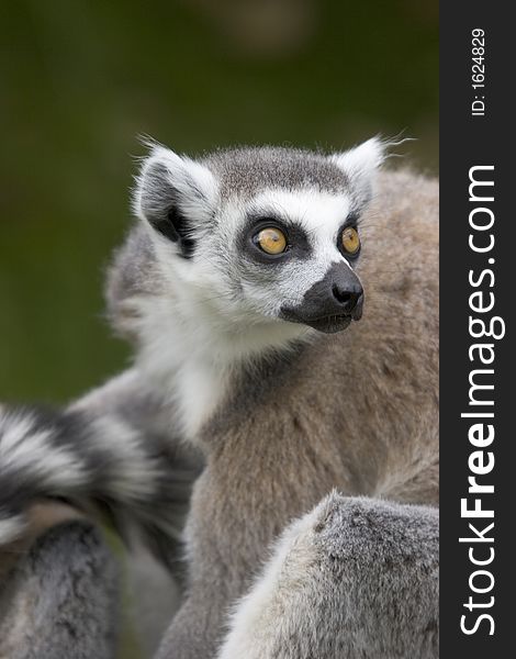 A nice close up shot of an endangered Ring-tailed Lemur. A nice close up shot of an endangered Ring-tailed Lemur.