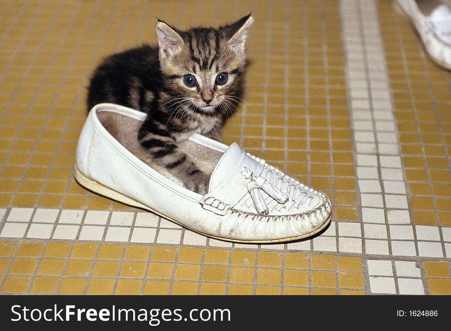 Kitten playin with a shoe