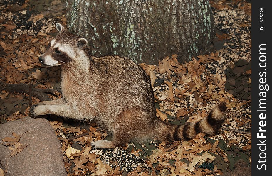 Racoon in setting with tree trunk and dried leaves