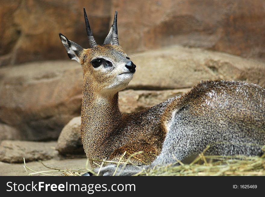 A Klipspringer antelope resting in a zoo.