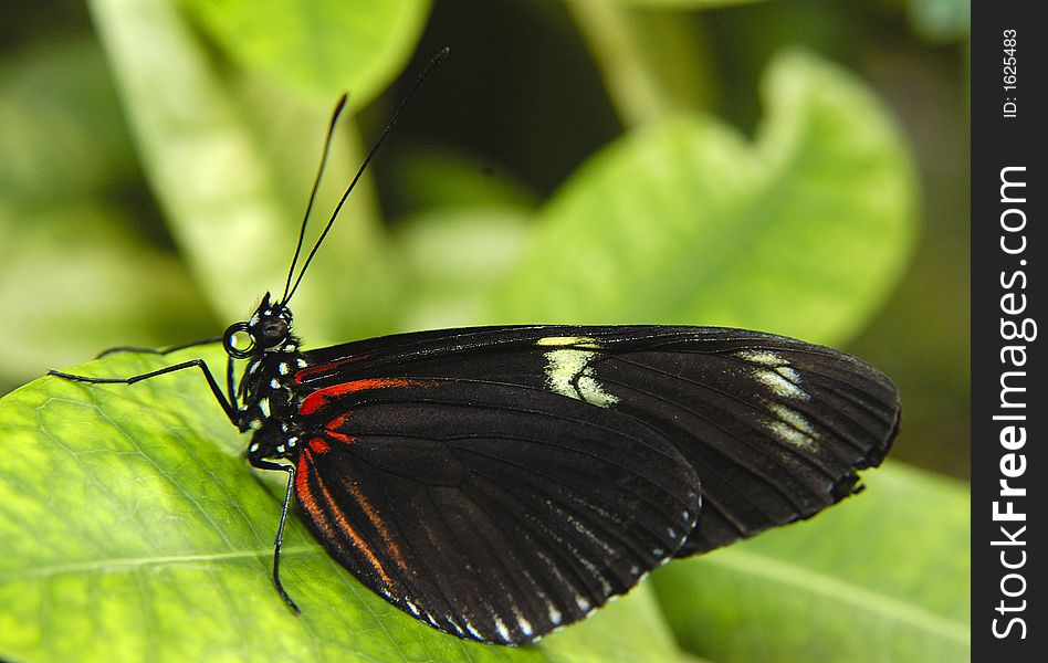 Black and red butterfly on the green leaf