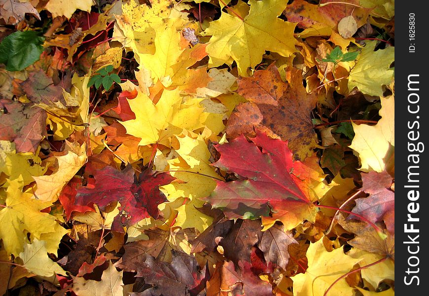 The autumn leaves of different colors