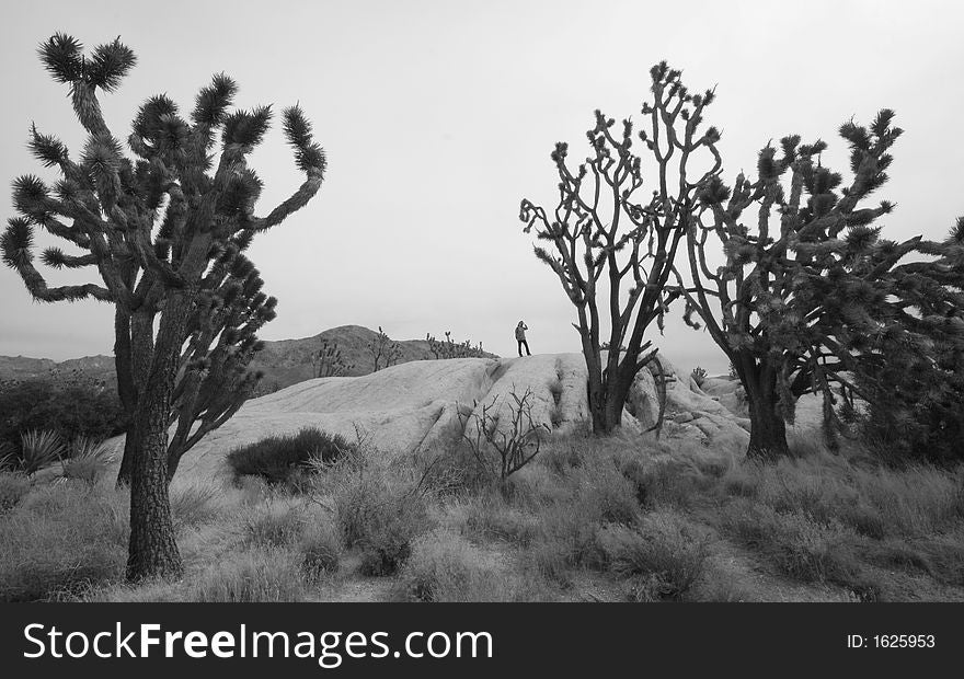 Hiking through a Joshua Tree Forest