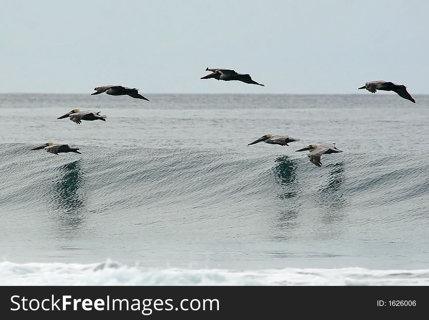 Pelican flying over pacific ocean