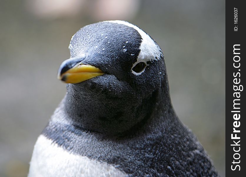 Portrait of a Nice Penguin. Portrait of a Nice Penguin