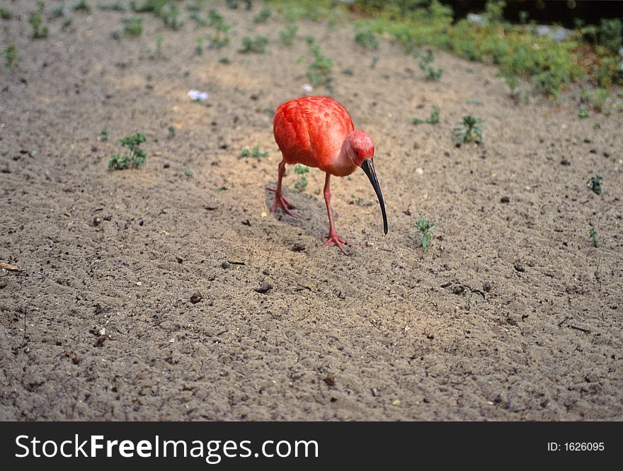 Scarlet ibis walking, searching some food.