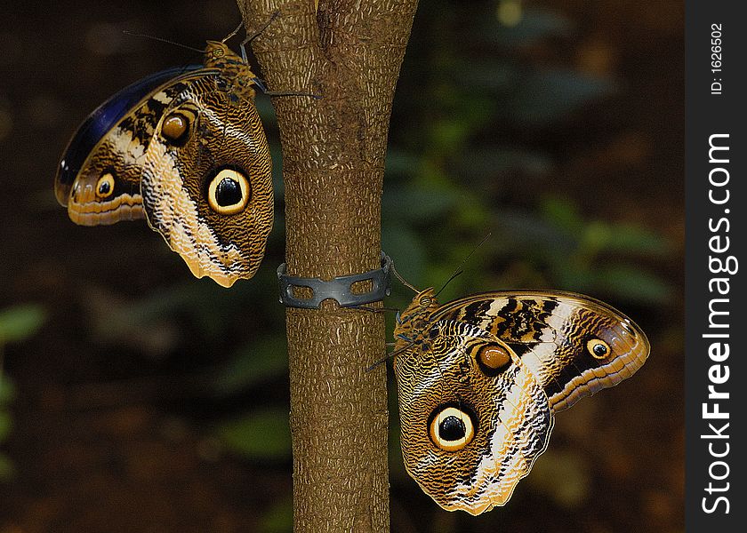 Two big butterflies on the tree. Two big butterflies on the tree